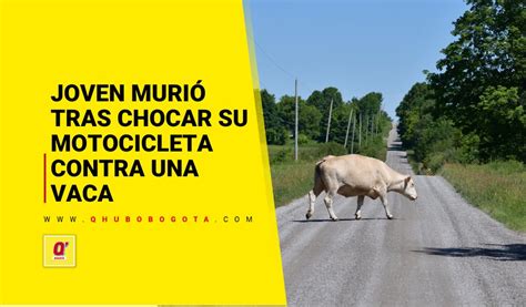 follando con vacas|Joven murió tras chocar su motocicleta contra una vaca.